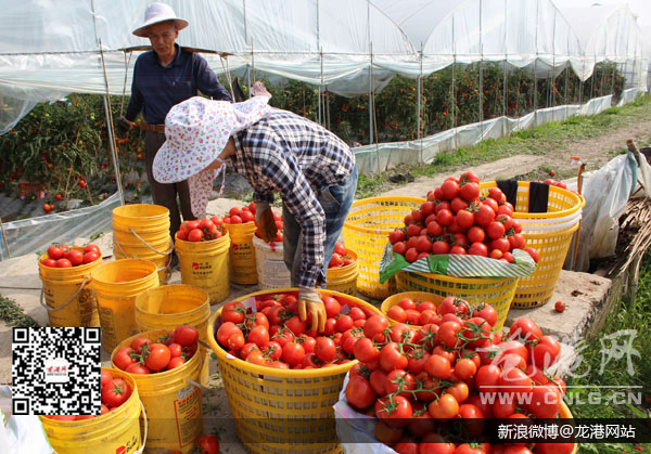 番茄产量供大于求价格大跌 果农称：亏本!