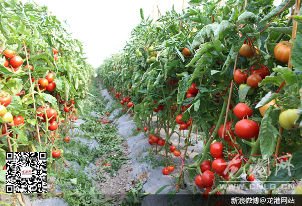 西红柿收购价远低于成本价 谁来缓解农民燃眉之急 ？