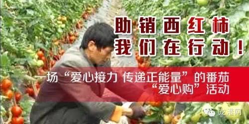 龙港8250吨西红柿滞销 本网呼吁市民参与“爱心购”助农户渡过难