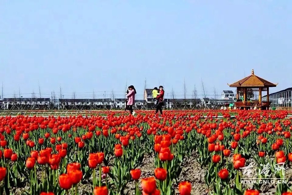 现在的鉴后西村,基层设施完善,建有康庄公路和联网公路三条,休闲公园一处,生活污水处理池1座,垃圾分类处理池1座,种植绿化苗木1500株,梦江南生态园一处,村民生活水平显著提高。今后,鉴后西村更要充分发挥自身优势元素,不断改革创新,以特色生态乡村旅游为动力,融合环境整治、污水处理、垃圾分类等项目,通过制定建设和宣传教育,来促进新农村建设健康有序地向前推进,将鉴后西村建设成为一个名副其实的社会主义新农村。龙港网综合于鉴后西村