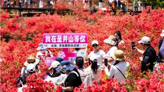 龙港周边游 | 1500亩杜鹃花映红山头，现在出发正当时！