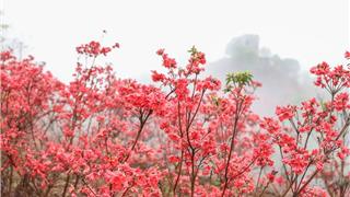 龙港周边游 | 平阳这片花海，最美人间四月天！