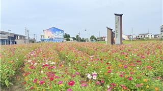 秋日浪漫限定！林家院百日菊盛放，这片“油画”花海等你打卡→