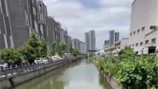 气温回升 龙港河道罗非鱼泛滥！