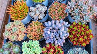 龙港人看过来！4000多株树苗花卉，免费领→